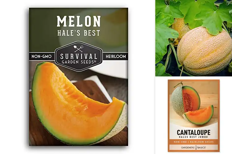 Detailed view of Best Cantaloupe Seeds For Home Gardeners