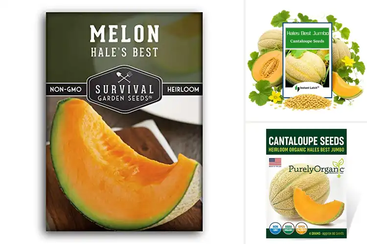Detailed view of Best Cantaloupe Seeds For Planting
