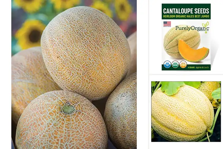 Detailed view of Best Cantaloupe Seeds
