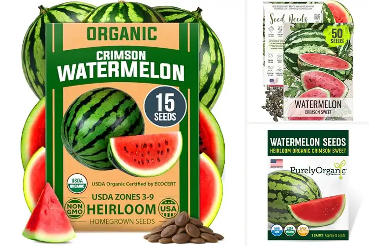 Detailed view of Best Crimson Sweet Watermelon Seeds