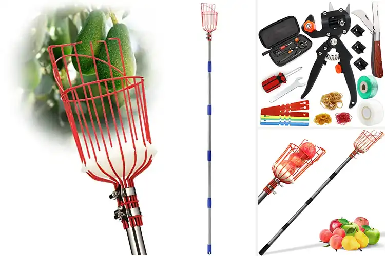 Detailed view of Best Fruit Gardening Tools: Effortless Harvest
