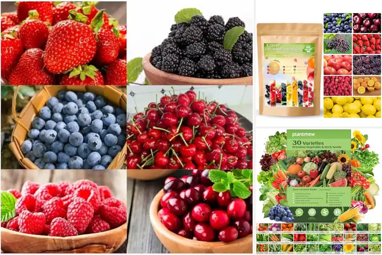 Detailed view of Best Fruit Seed Kits: 10 Easy Picks for Juicy Garden Fun