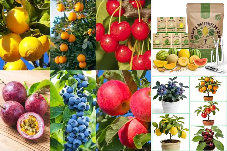 Detailed view of Best Fruit Seeds For Indoor Gardening