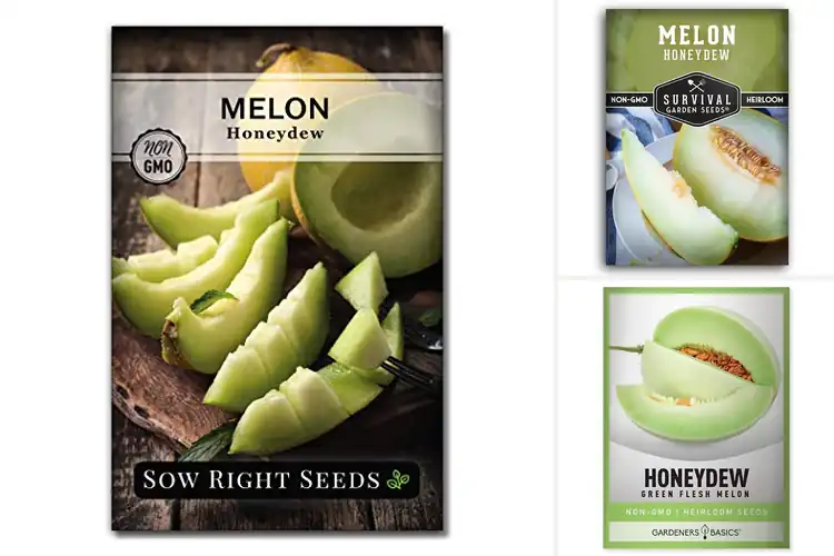 Detailed view of Best Honeydew Seeds