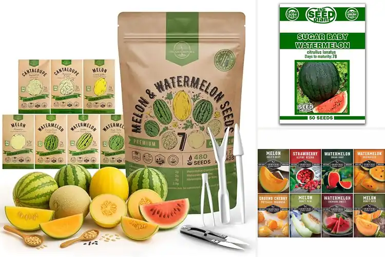 Detailed view of Best Hydroponic Friendly Melon And Watermelon Seeds