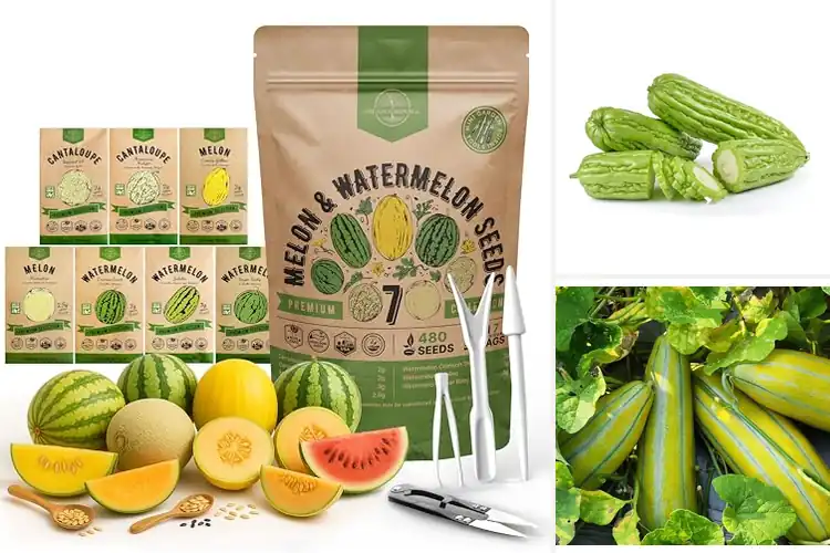 Detailed view of Best Hydroponic Melon Seeds for Fast, Fresh Harvests