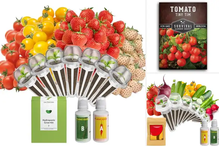 Detailed view of Best Indoor Hydroponic Fruit Seeds