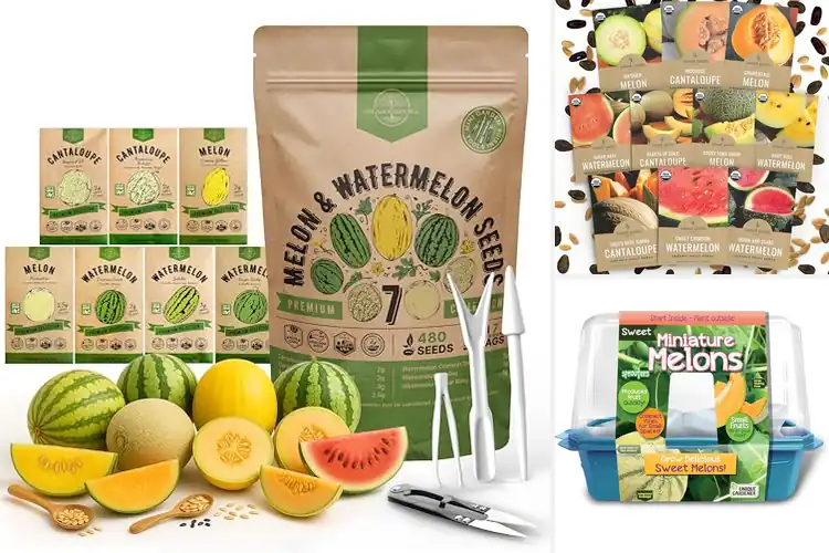 Detailed view of Best Indoor Melon Seeds: Fresh Flavor in Small Spaces