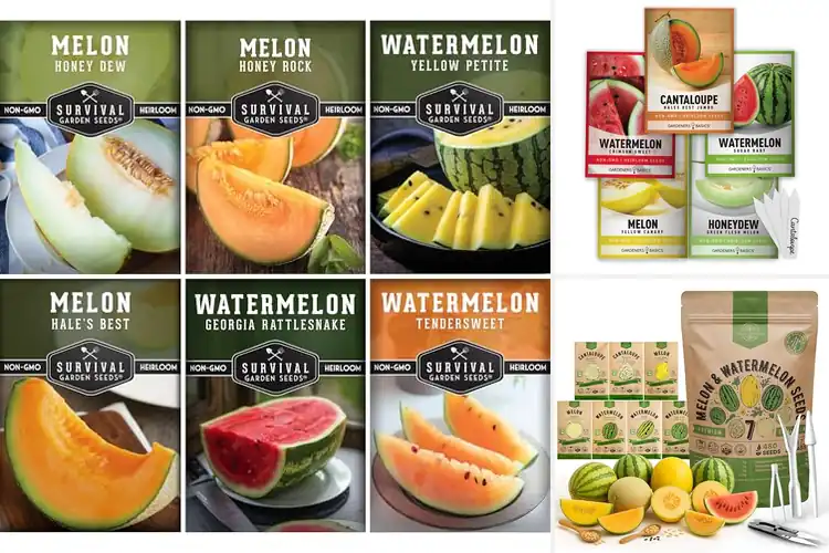 Detailed view of Best Melon Seeds For Planting and Easy to Grow