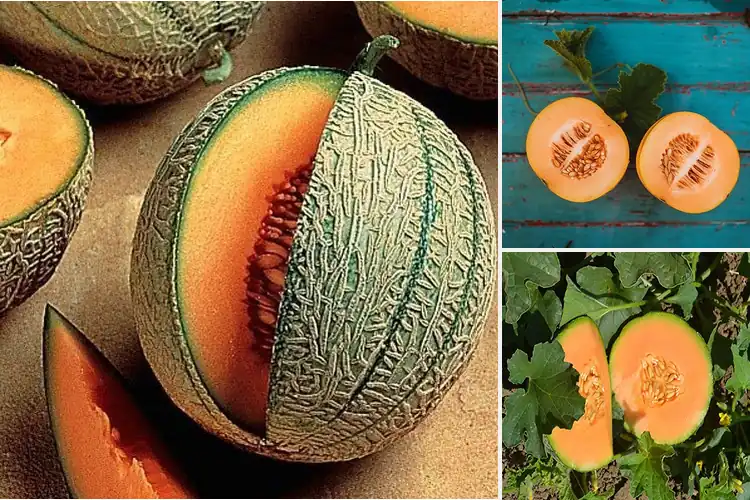 Detailed view of Best Minnesota Midget Cantaloupe Seeds