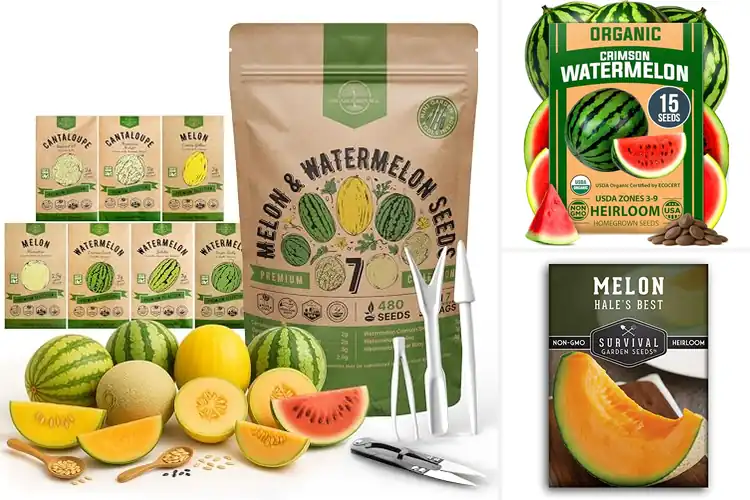 Detailed view of Best Non GMO Heirloom Melon Seeds for Lush, Sweet Harvests