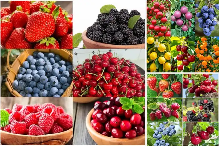 Detailed view of Best Outdoor Fruit Seed Pack