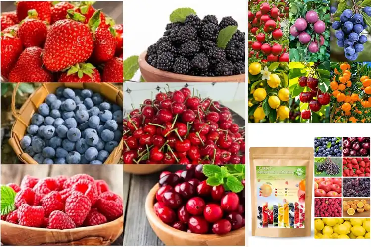 Detailed view of Best Outdoor Fruit Seeds: Grow Your Own Garden with Ease