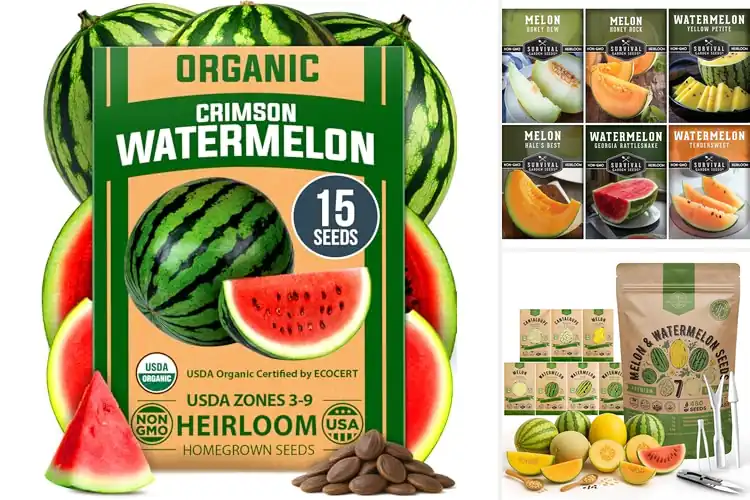 Detailed view of Best Outdoor Melon Seeds For Garden