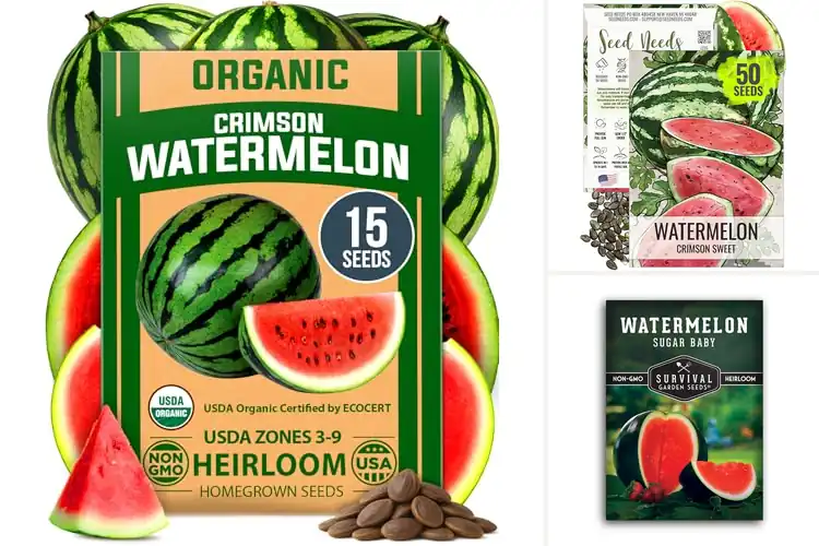 Detailed view of Best Outdoor Watermelon Seeds