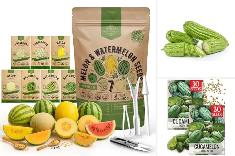 Detailed view of Best Seeds For Hydroponic Melon Growing